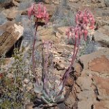 Cotyledon orbiculata, Aub, Namibia ©JL.jpg